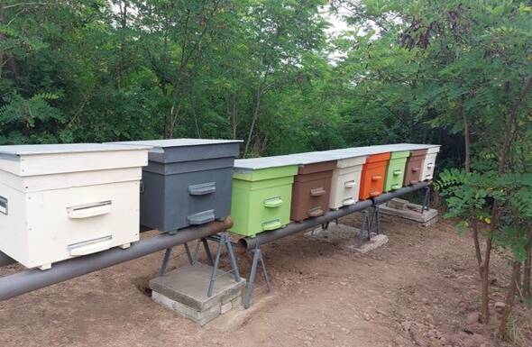 Власна пасіка в УжНУ: перед студентами і науковцями відкриваються нові можливості